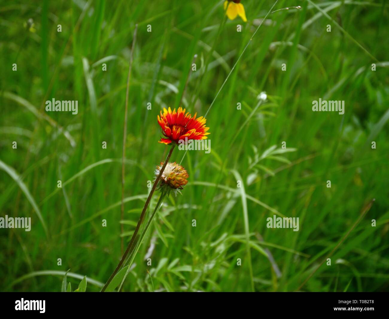Seite Ansicht von oben Gaillardia pulchella oder indische Decke Blumen in ein grünes Feld Stockfoto