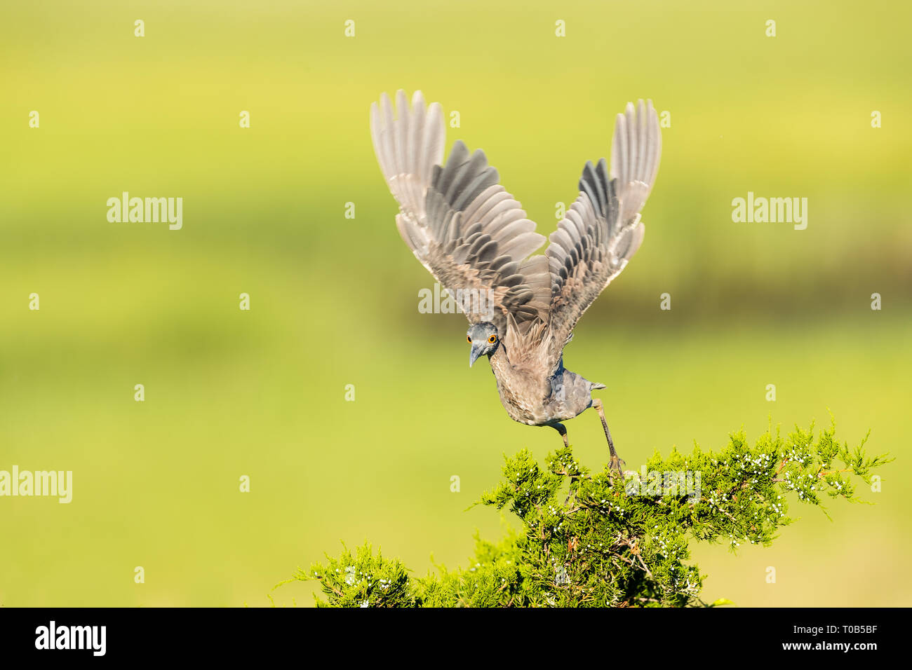 Gelb - gekrönte Night Heron Abheben mit seine Flügel weit verbreitet Stockfoto