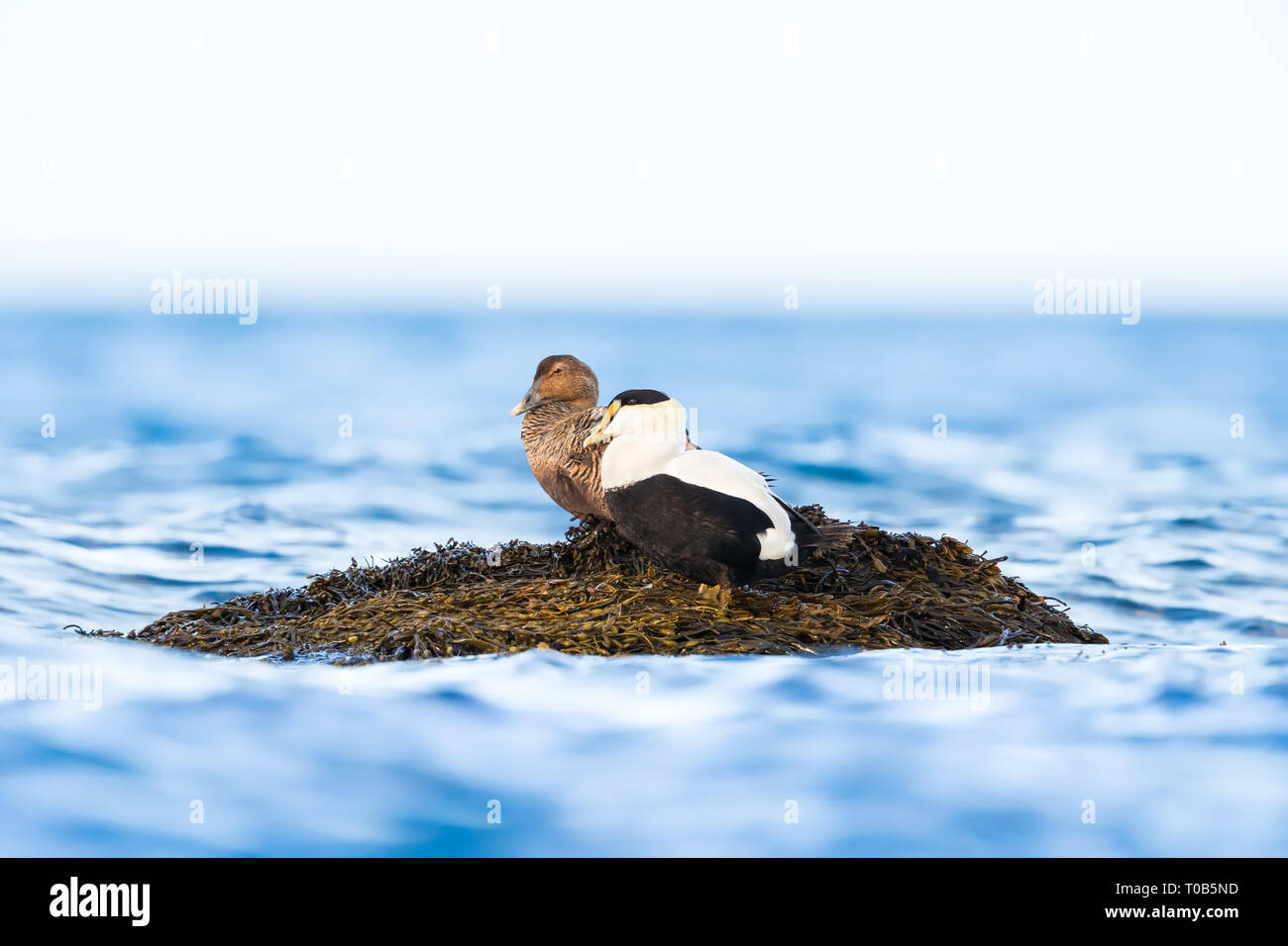 Paar Eiderenten ruht auf einem Felsen in der Mitte des Atlantischen Ozeans Stockfoto