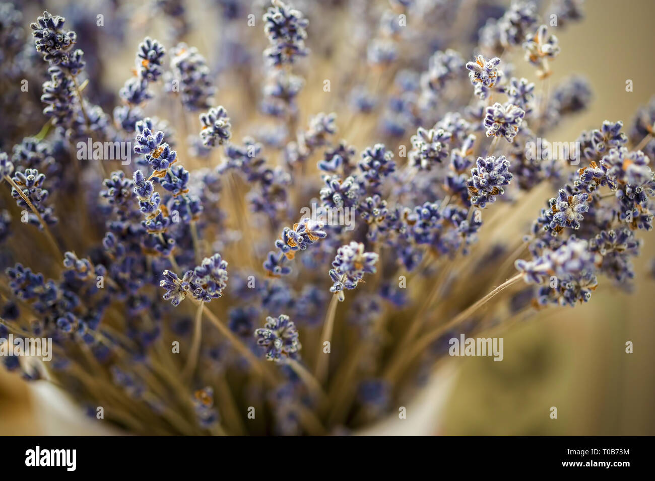 Lavendel Trockenblumen Stockfoto