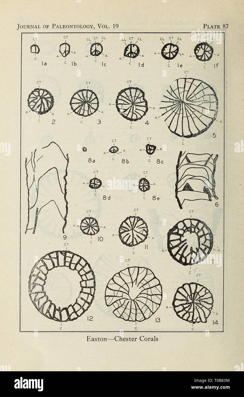 Kinkaid Korallen aus Illinois Stockfoto