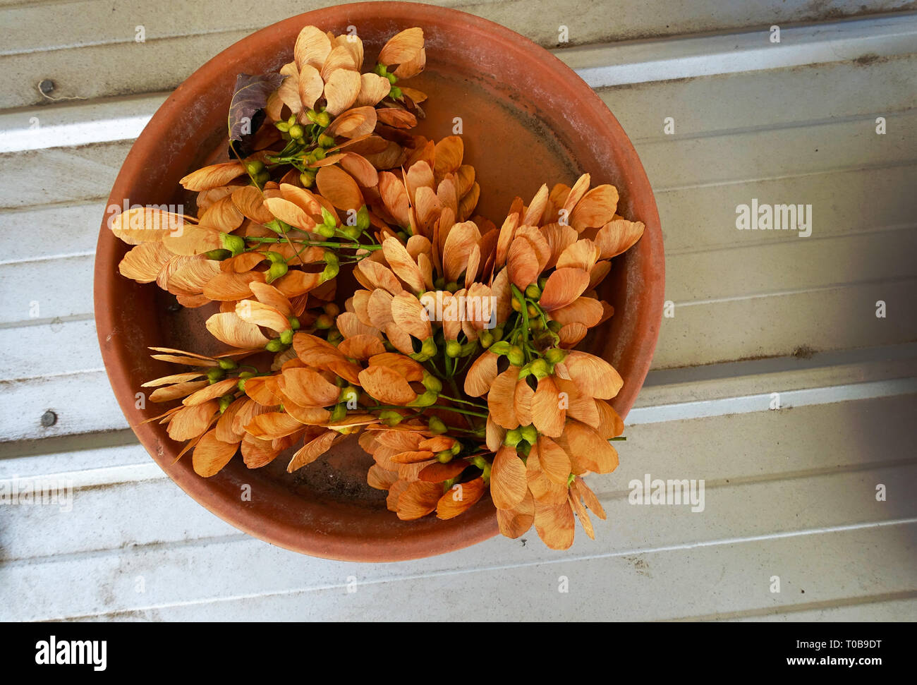Sycamore Samen trocknen in einem großen terracotta Untertasse Stockfoto