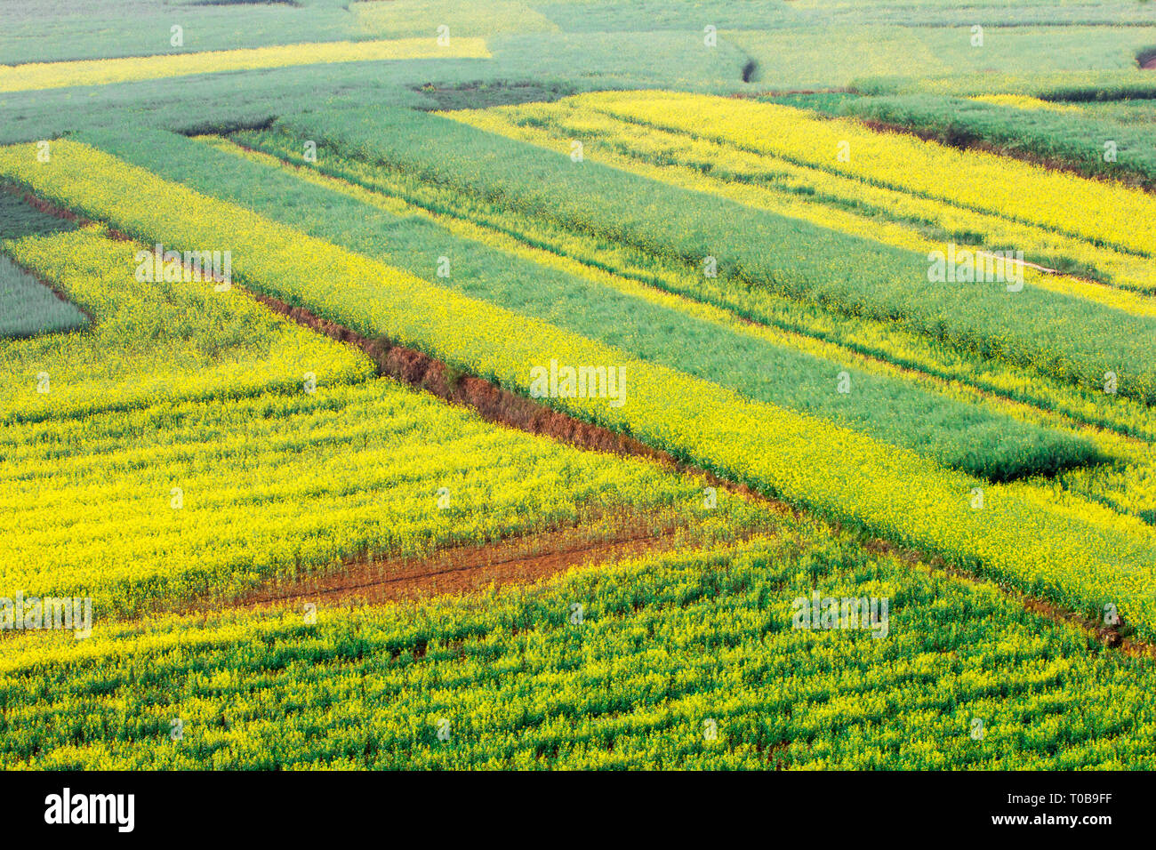 Canola Felder nahe in Hezhou, Chinesische Landschaft Stockfoto