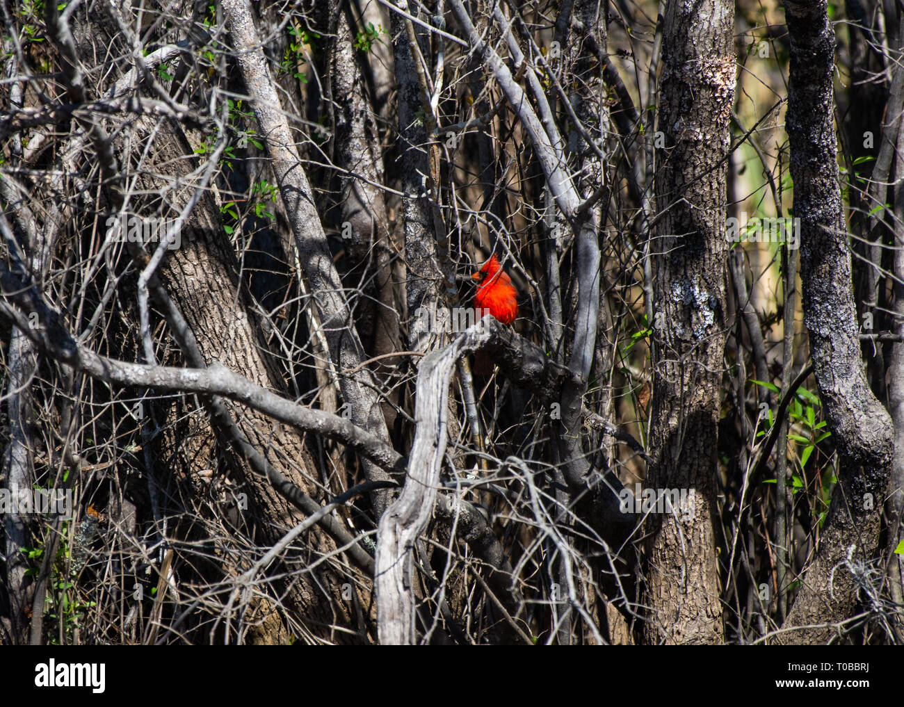 Kardinal sitzen in einem Cluster von Bäumen Stockfoto