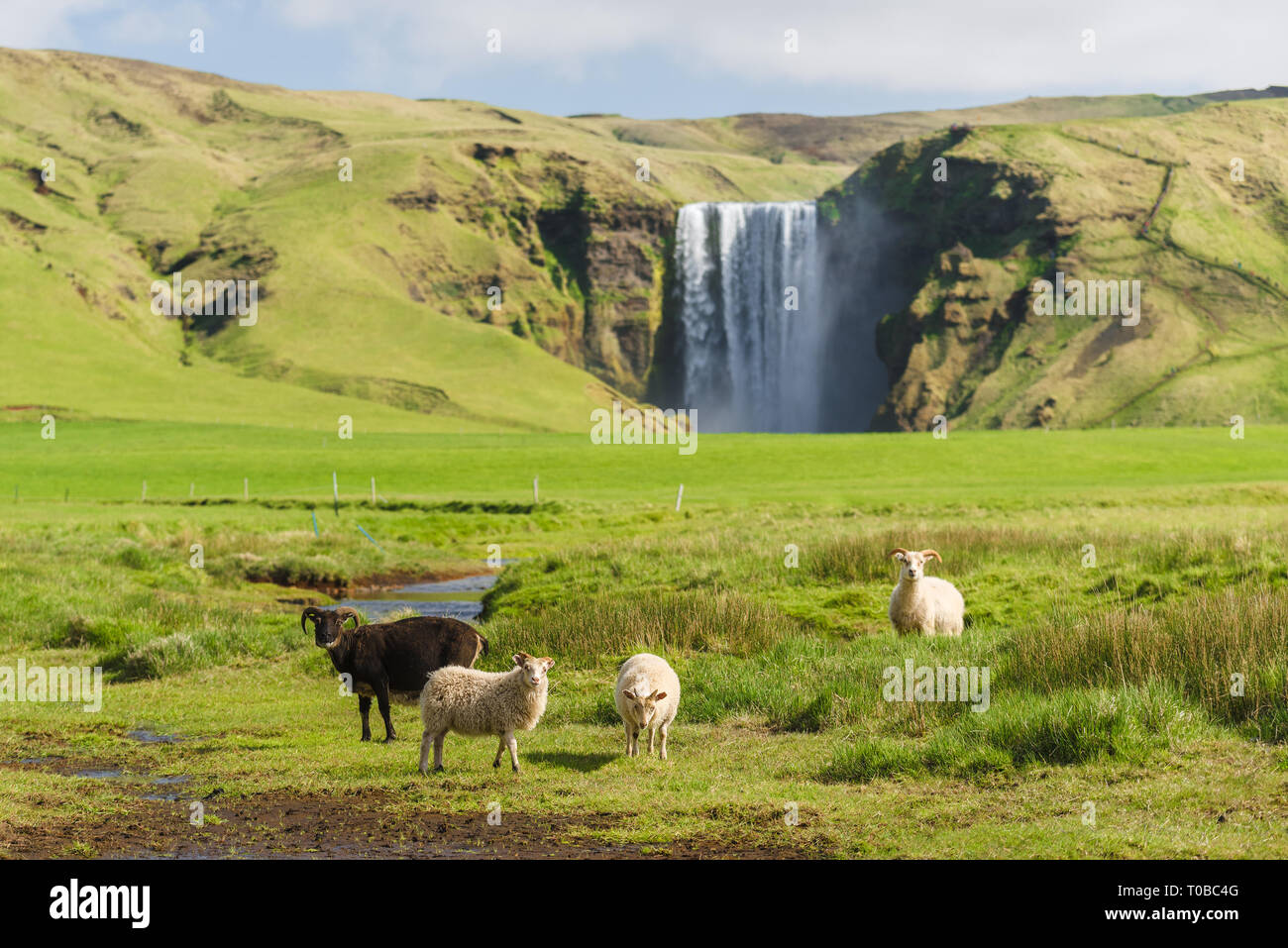 Skogafoss Wasserfall. Schafe auf der Weide. Sommer Landschaft an einem sonnigen Tag. Erstaunlich in der Natur Stockfoto