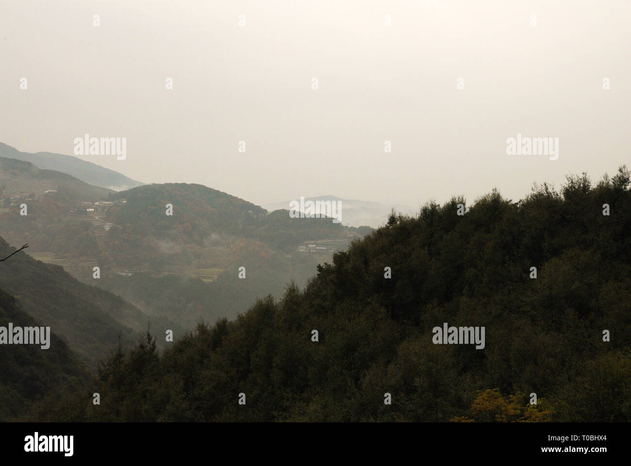 Wald der Präfektur Nagasaki, Nagasaki, Kyushu, Japan Stockfoto