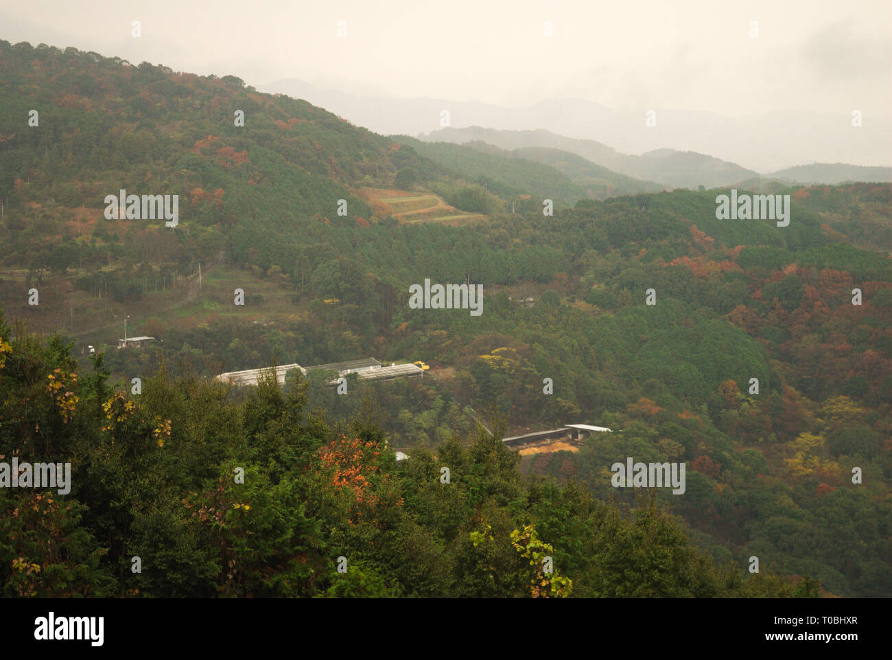 Wald der Präfektur Nagasaki, Nagasaki, Kyushu, Japan Stockfoto