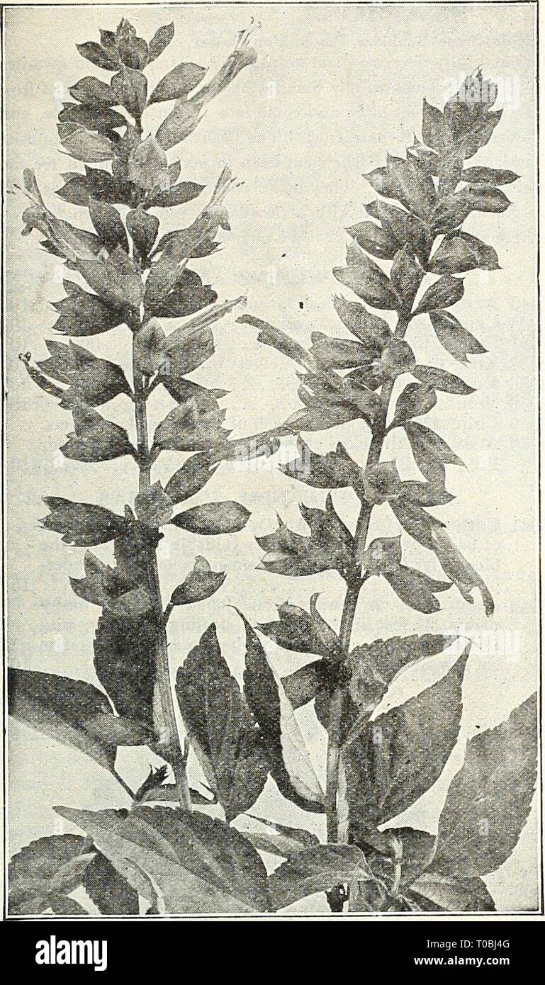 Dreer's Garten Buch 1922 (1922) Dreer's Garten Buch 1922 dreersgardenbook 1922 henr Jahr: 1922^^ flEltRyAJREEHiiamiBjg 109 (Scarlet Sage) Der scharlachrote Salbei hat lange ein beliebtes Beetpflanze, auch für Wintergarten Dekoration gewachsen, mit langen Stacheln von Blüten in großer Fülle von Juli bis Frost; Samen sollte so früh wie möglich gesät werden, entweder im Innenbereich oder in eine Brutstätte, und die jungen Pflanzen zu ihren blühenden Viertel übertragen, wenn das Wetter beigelegt werden und warm. Auch in der offenen Boden im Mai gesät werden. Pro Pck. 3935 Splendens {Scarlet Salbei). Schöne helle Narbe - lassen; Stockfoto