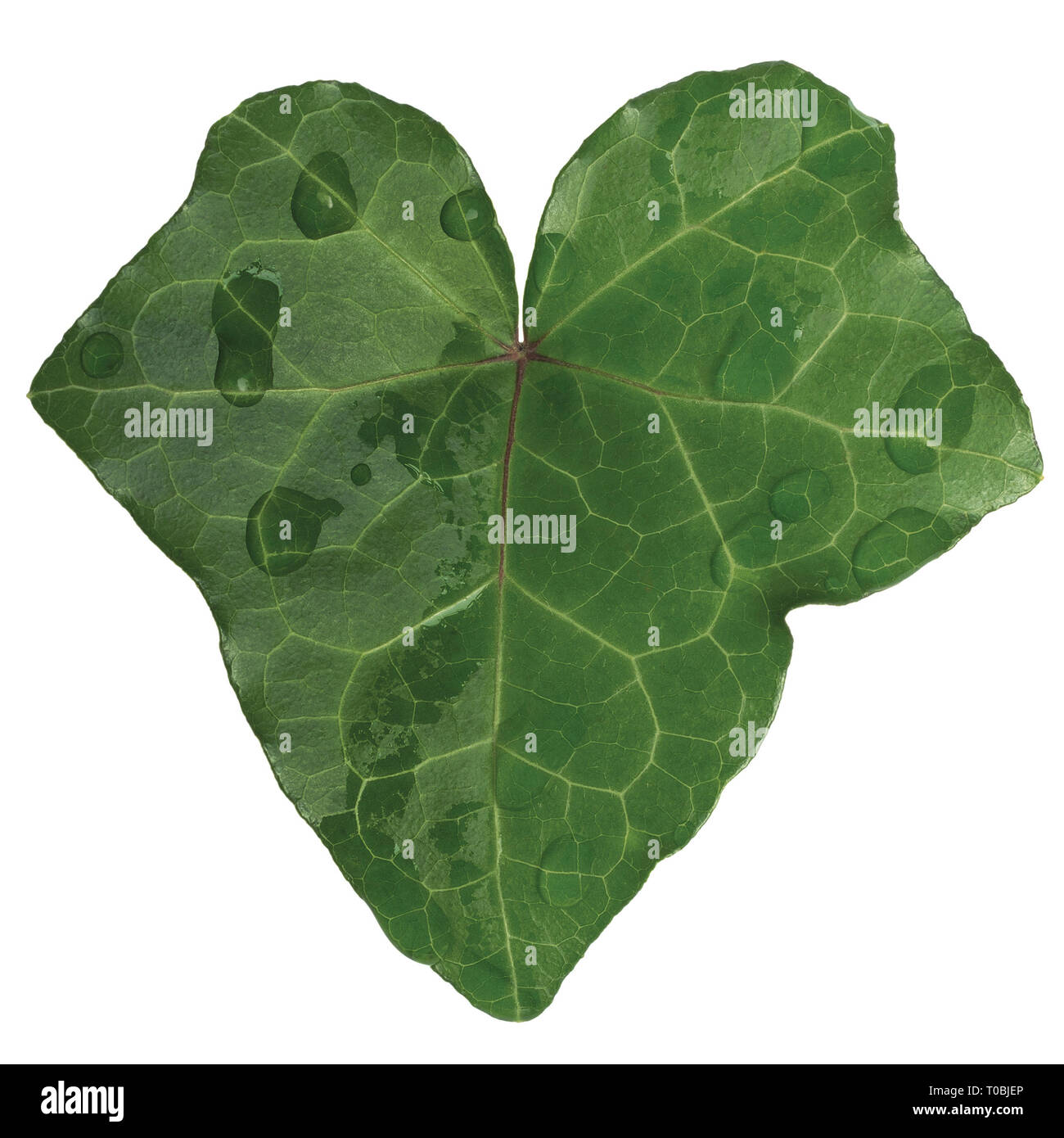 Hedera L. var. baltica Blatt, Klettern gemeinsamen baltischen Efeu Textur,  groe Detaillierte isoliert Makro Nahaufnahme, neue, frische junge  immergrne Kletterpflanze Bltter Stockfotografie - Alamy