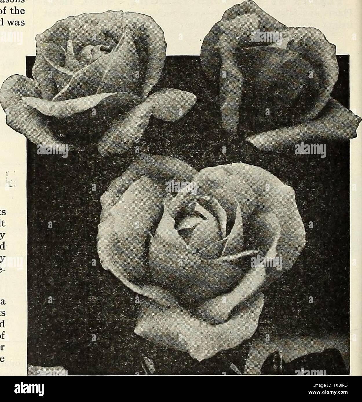 Dreer's Garten Buch 1927 (1927) Dreer's Garten Buch 1927 dreersgardenbook 1927 henr Jahr: 1927 DREER IST speziell präparierten Rosen für den Garten, während unsere alte Kunden mit dem hohen Grad an Rosen, die wir vertraut sind, möchten wir die Aufmerksamkeit derjenigen, die nie unsere gepflanzt haben, um zu verweisen, auf die Art und Weise, in der diese Pflanzen vorbereitet sind. Alle unsere Rosen sind gewachsen, und im Herbst werden sorgfältig - gegraben, in Töpfe gepflanzt und im kalten Gewächshaus oder kalten Frames, wo künstliche Wärme verwendet wird nur auf den Ausschluss der meisten strengen Frost gespeichert. Unter dieser Behandlung die Pflanzen entwickeln in einer natürlichen Stockfoto