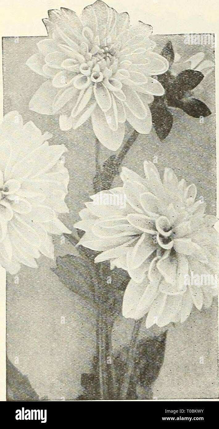 Dreer S Garten Buch 1928 1928 Dreer S Garten Buch 1928