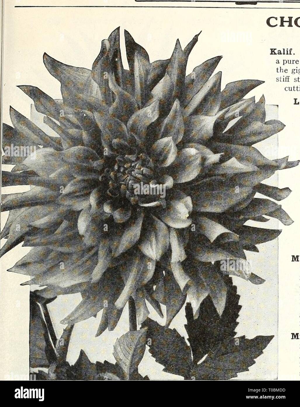 Dreer's Garten Buch 1926 (1926) Dreer's Garten Buch 1926 dreersgardenbook 1926 henr Jahr: 1926/flEHiyA-mm^Garten™^ GEWÄCHSHAUS PLANTA 153 Cactus Dahlien, Aschenputtel Gladys Bates. Sehr große Perfekte Blumen, mit incurved Blütenblätter einer goldenen Lachs, die Umkehrung der Blütenblätter Rose, die zwei Farben, die die Wirkung einer goldenen alte Rose. Es ist ein Anfang, freien und kontinuierlichen blühende Pflanze mit außergewöhnlich guter stammt, einer der beliebtesten Garten dekorative Sorten. $ 1,00. Gladys Sherwood. Eine wunderbare weiße. Wir haben Blumen gesehen über 10 Zoll im Durchmesser aus langen Curling Blütenblätter o Stockfoto