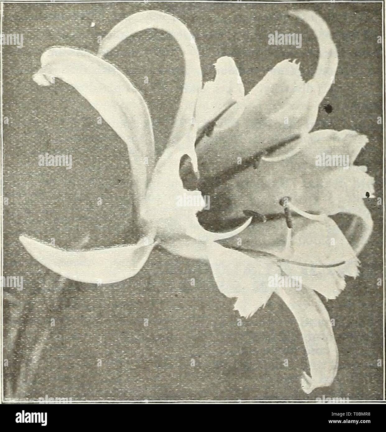 Dreer's Garten Buch 1922 (1922) Dreer's Garten Buch 1922 dreersgardenbook 1922 henr Jahr: 1922 Stockfoto