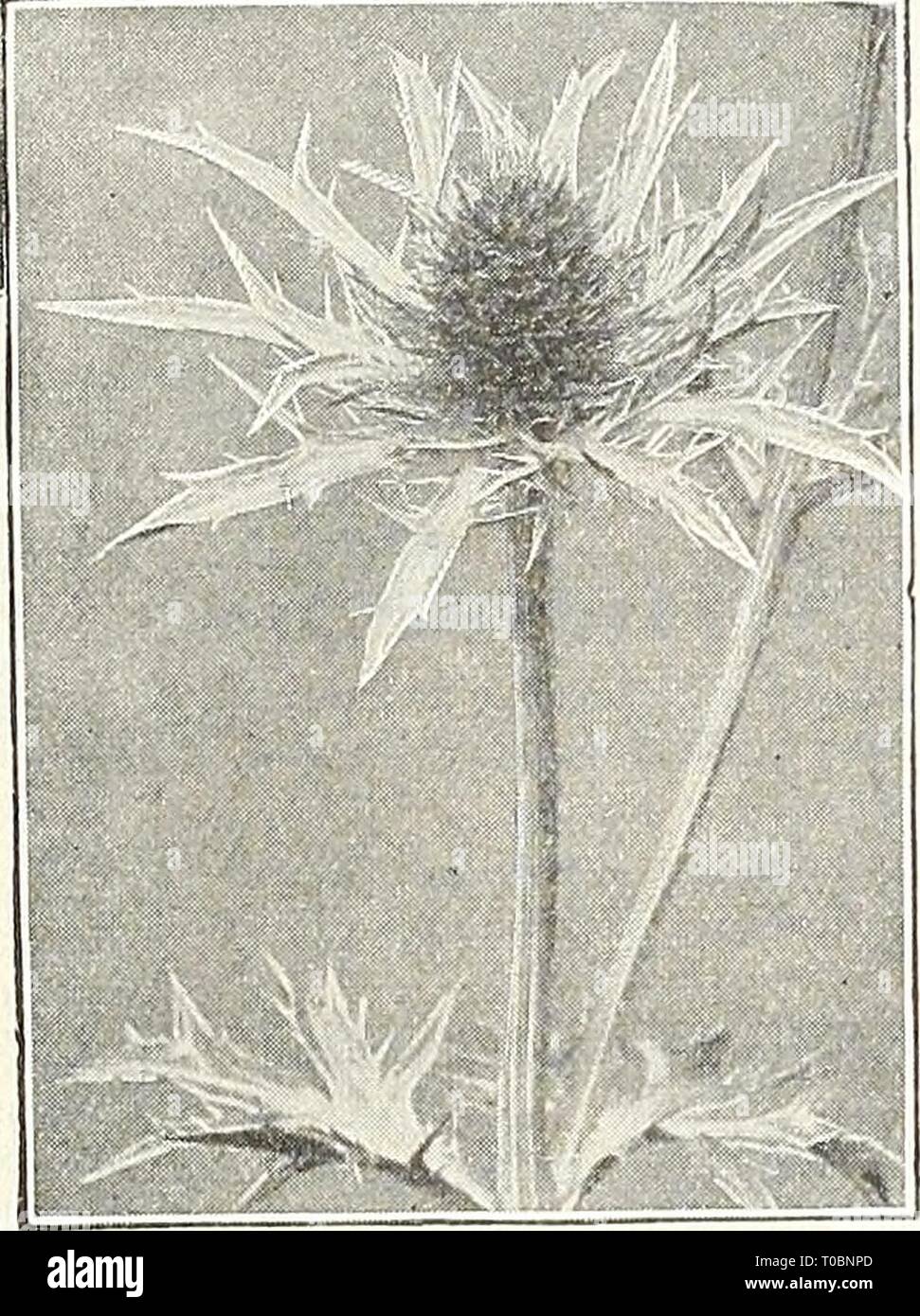 Dreer's Garten Buch 1930 (1930) Dreer's Garten Buch 1930 dreersgardenbook 1930 henr Jahr: 1930 winterharte Staude will WJWlBlA 179 EUPATORIUM AGERATOIDES und CoELESTINUM Epi-Medium (Unfruchtbar - Johanniskraut, Bishop's Hut) Niveum. Eine attraktive Pflanze, die 8 bis 10 Zoll hoch mit Ledrigen bronzy Laub und Rispen von interessanten weißen Blüten im April und Mai. Geeignet für ein schattiges Plätzchen auf den Steingarten oder für den Rand der Grenze. Also cts. Jedes; $ 5,00 pro Doz. Erigeron (berufskraut) Coulteri. Wächst ungefähr 15 cm hoch und trägt im Juli attraktive Single lila-farbigen Aster - wie Blumen in pro-Fusion. Sp Stockfoto