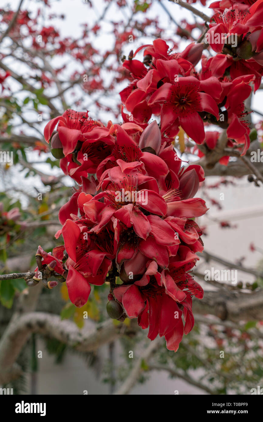 Das Kapok Tree ist eine emergente Struktur der tropischen Regenwälder Südamerikas. Dies ist ein roter Seide Kapok Tree in der Blüte. Stockfoto