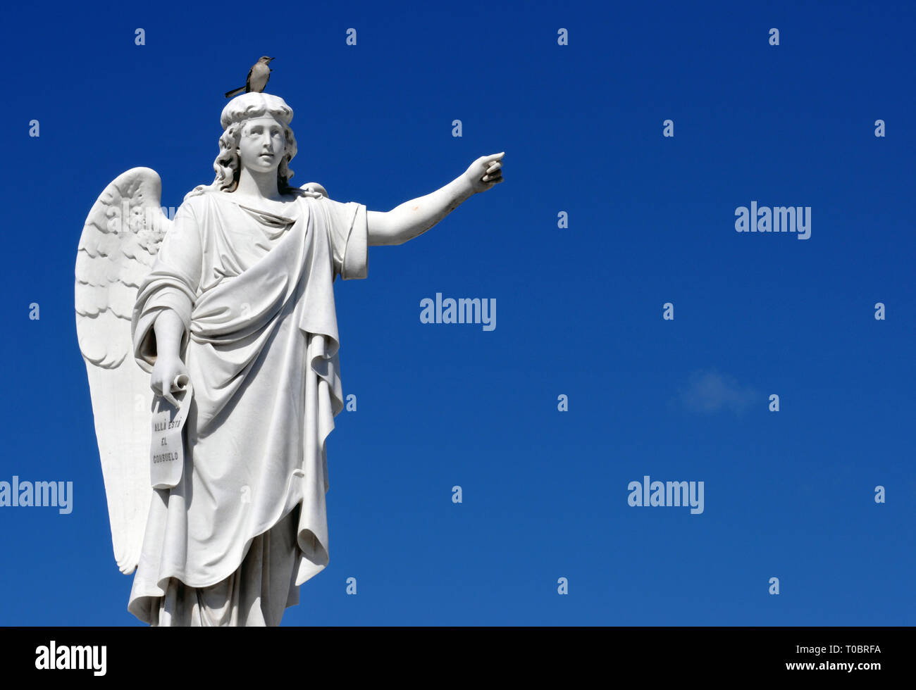 Ein Vogel hockt auf einer Statue eines Engels im Doppelpunkt Friedhof (Cementerio de Cristóbal Colón) in Havanna, Kuba. Der Friedhof wurde im Jahre 1876 gegründet. Stockfoto