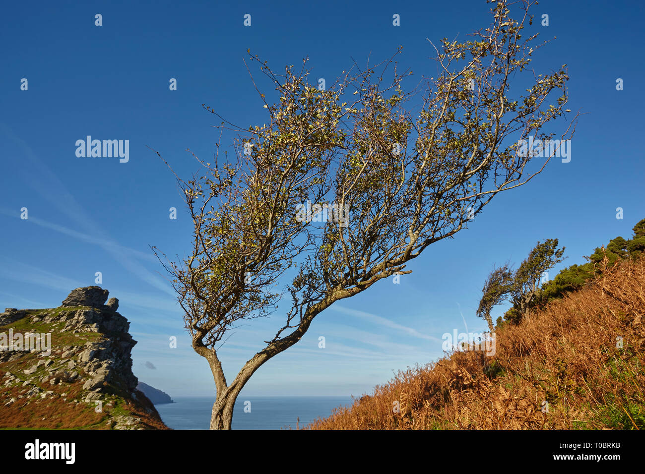 Ein Wind - knorrige Hawthorn Tree an der Küste, im Tal der Felsen, in der nähe von Lynton, im Nationalpark Exmoor, Devon, Großbritannien. Stockfoto