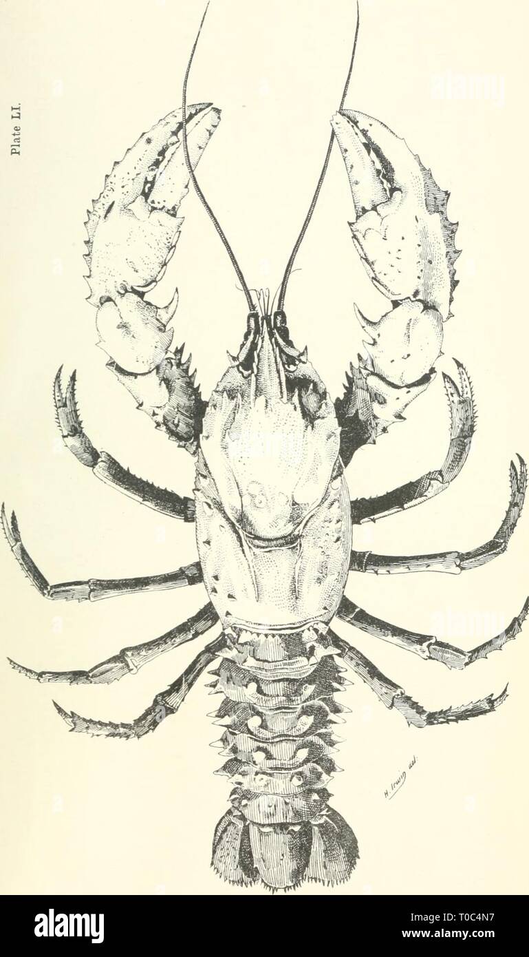 Essbare Fische und Krebstiere von essbaren Fische und Krebstiere von New South Wales ediblefishescrus 00 ogiluoft Jahr: 1893 Stockfoto