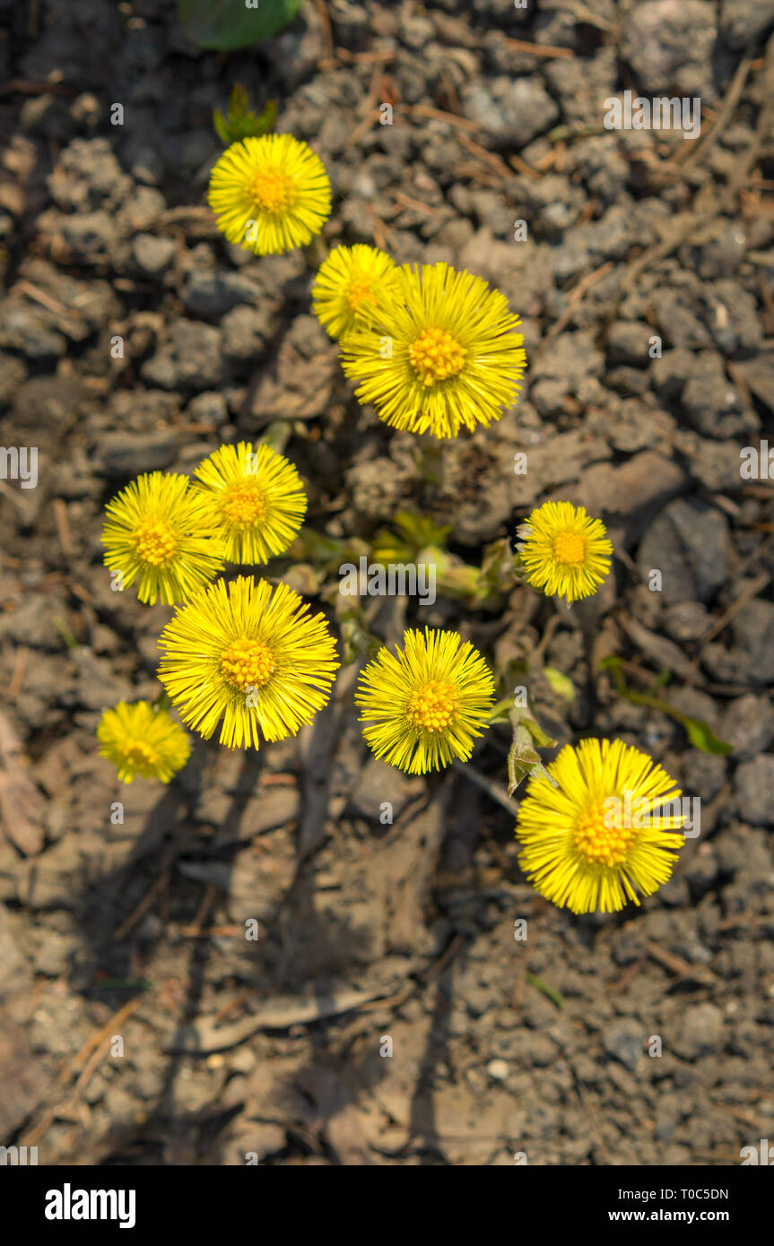 Tussilago farfara medizinische Pflanze. Huflattich (Tussilago farfara L.) Blumen im Frühjahr Wald. Stockfoto