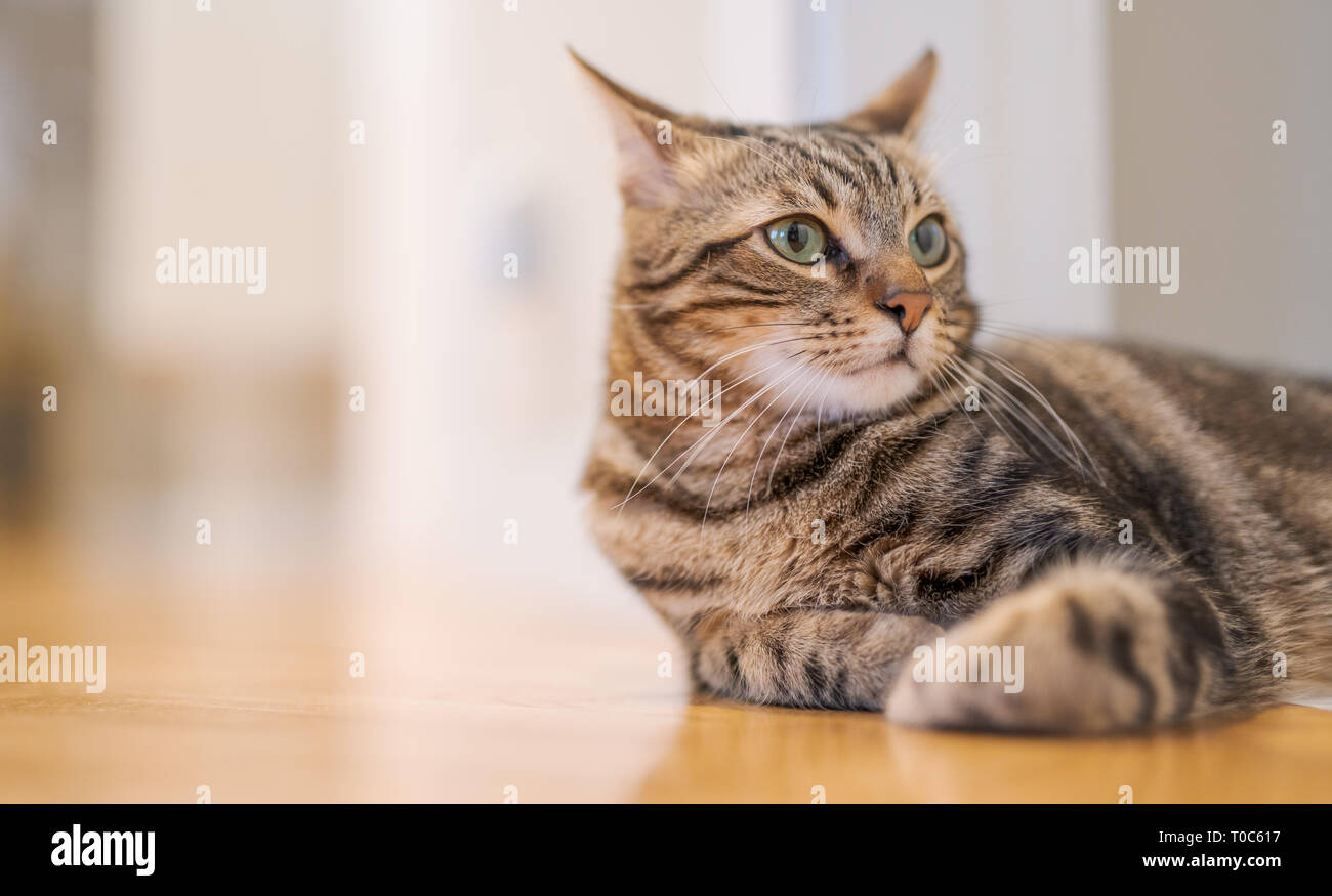 Schöne kurze Haare Katze auf dem Boden liegend zu Hause Stockfoto