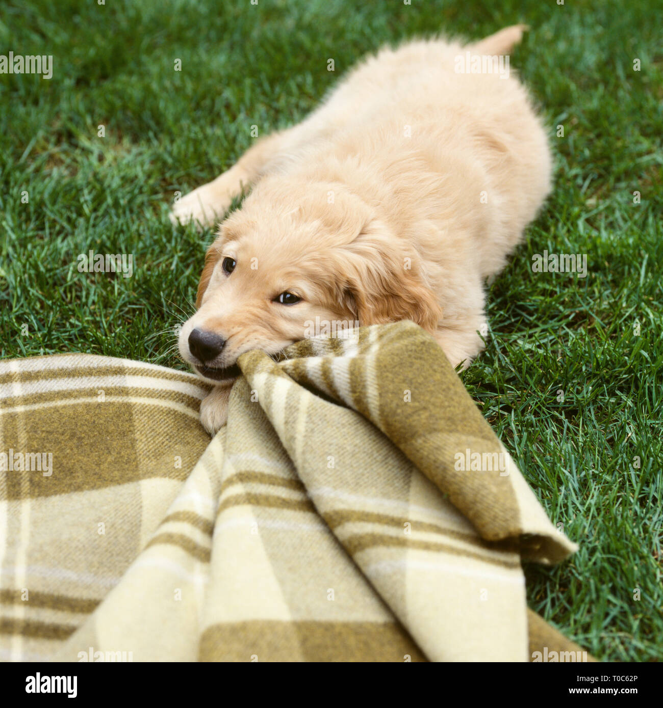Golden lab Labrador Retriever Hund Kauen auf Decke. Nett, freundlich, lustig, jungen Welpen. Schlechte pet Verhalten Tier Schulungskonzept. Stockfoto