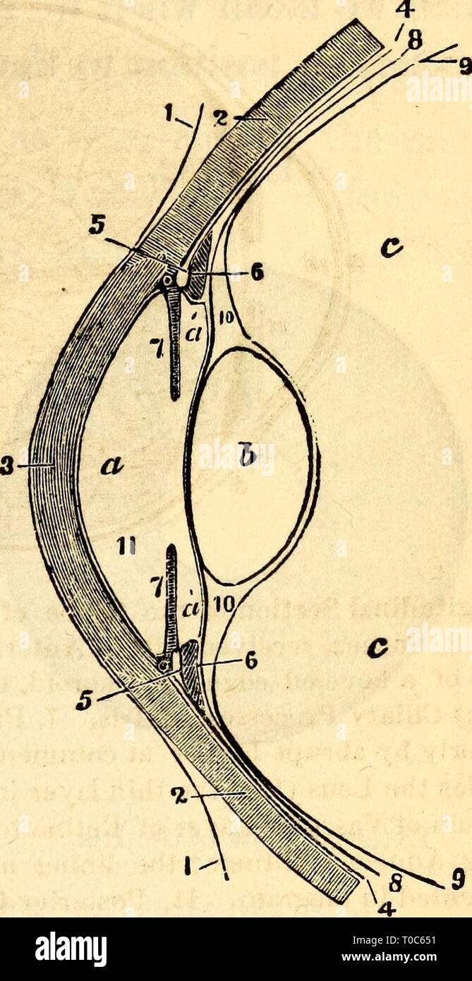 Elementare Anatomie und Physiologie grundlegende Anatomie und Physiologie: für Hochschulen, Akademien und andere Schulen elementaryanato 00 hitc Jahr: UND PHYSIOLOGIE 1869. 371 682. Choroid Mantel.-Iris. ". 340. - Ciliary Prozesse. - Die mittlere Schicht des Auges bis drei Portionen vorgenommen, die Aderhaut, die Iris und die Ciliary pro-zessen. Die erste, Aderhaut, wird aus der Tatsache, dass es sich voll und ganz der Blut genannt - Schiffen, einer Schokolade-braune Farbe auf der Außenseite und ein tiefes Schwarz auf der Innenseite. Es deckt die hinteren vier Fünftel des Auges, und entspricht der Sklerotischen Mantel außerhalb o Stockfoto