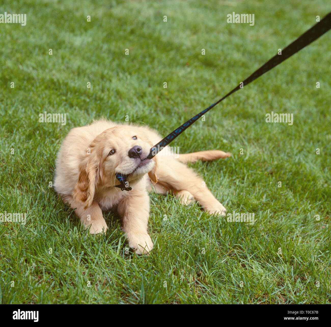 Golden lab Labrador Retriever Hund kauen Ziehen an der Leine. Nett, freundlich, lustig, jungen Welpen. Schlechte pet Verhalten Tier Schulungskonzept. Stockfoto