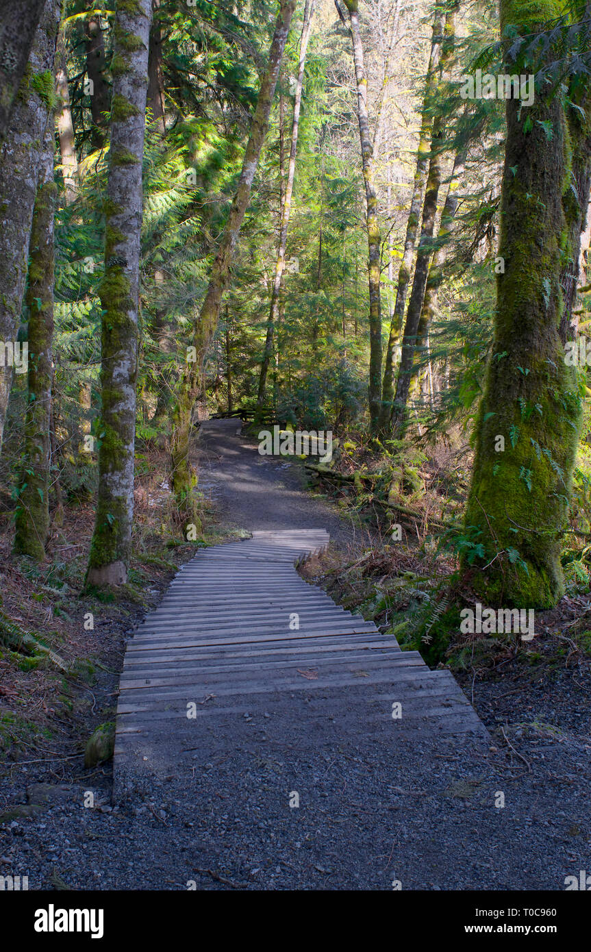 Hölzerne Treppe, die eine bewaldete Trail im Cliff fällt, Kanaka Creek Regional Park, Maple Ridge, British Columbia, Kanada. Stockfoto