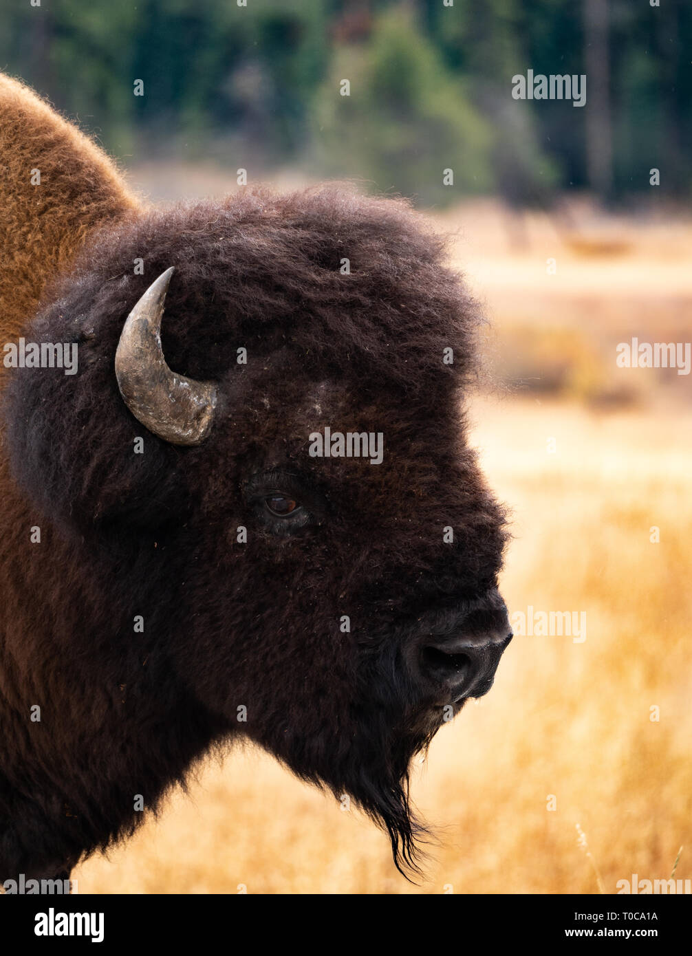 Nahaufnahme des Kopfes und des Halses eines amerikanischen Bison Bulle im Profil mit getrocknetem Gras im Hintergrund. Geringe Tiefenschärfe. Stockfoto