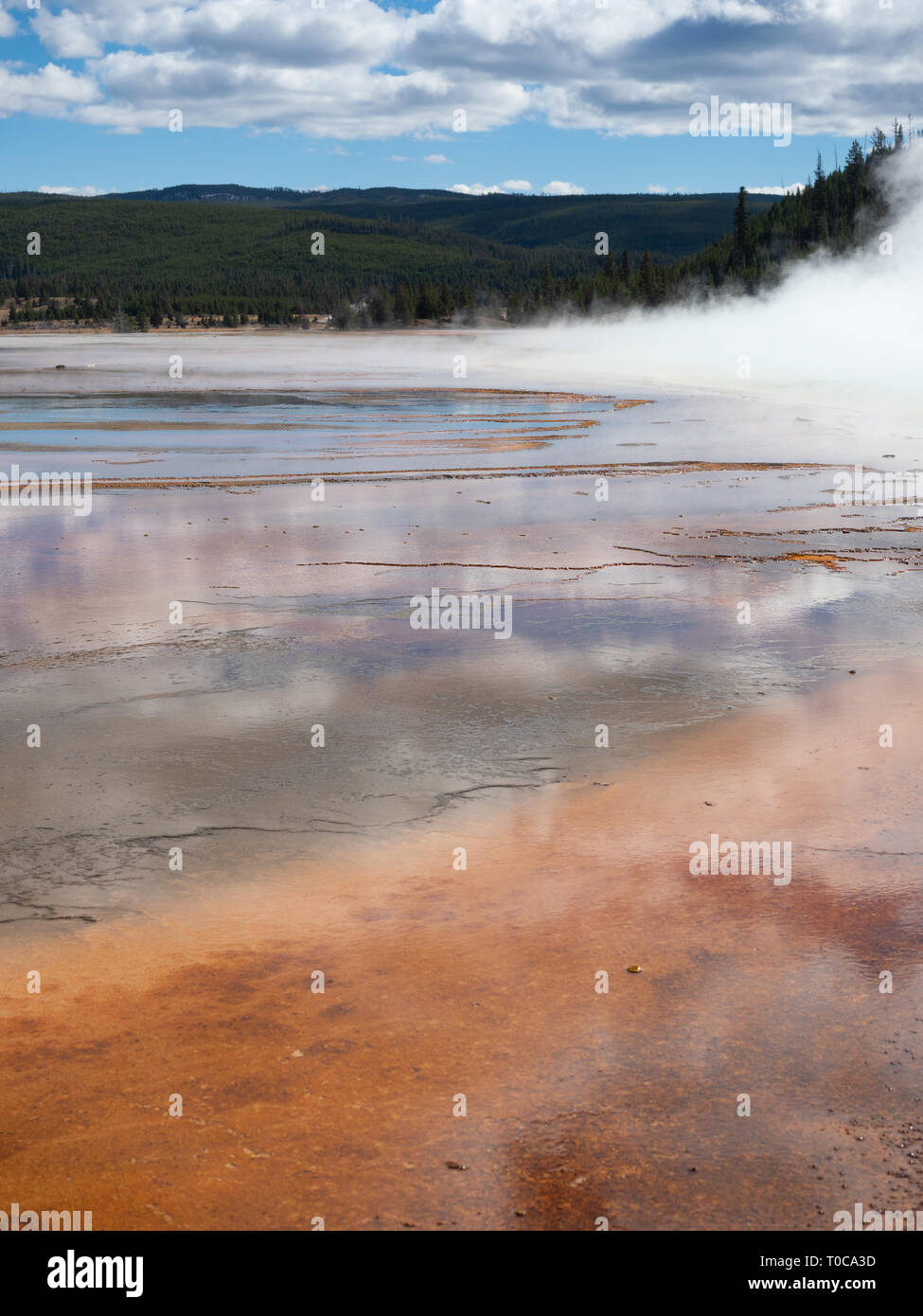 Die Grand Prismatic Spring im Yellowstone National Park mit Dampf stieg aus dem Wasser und einem Hügel mit immergrünen Bäumen im Hintergrund. Stockfoto