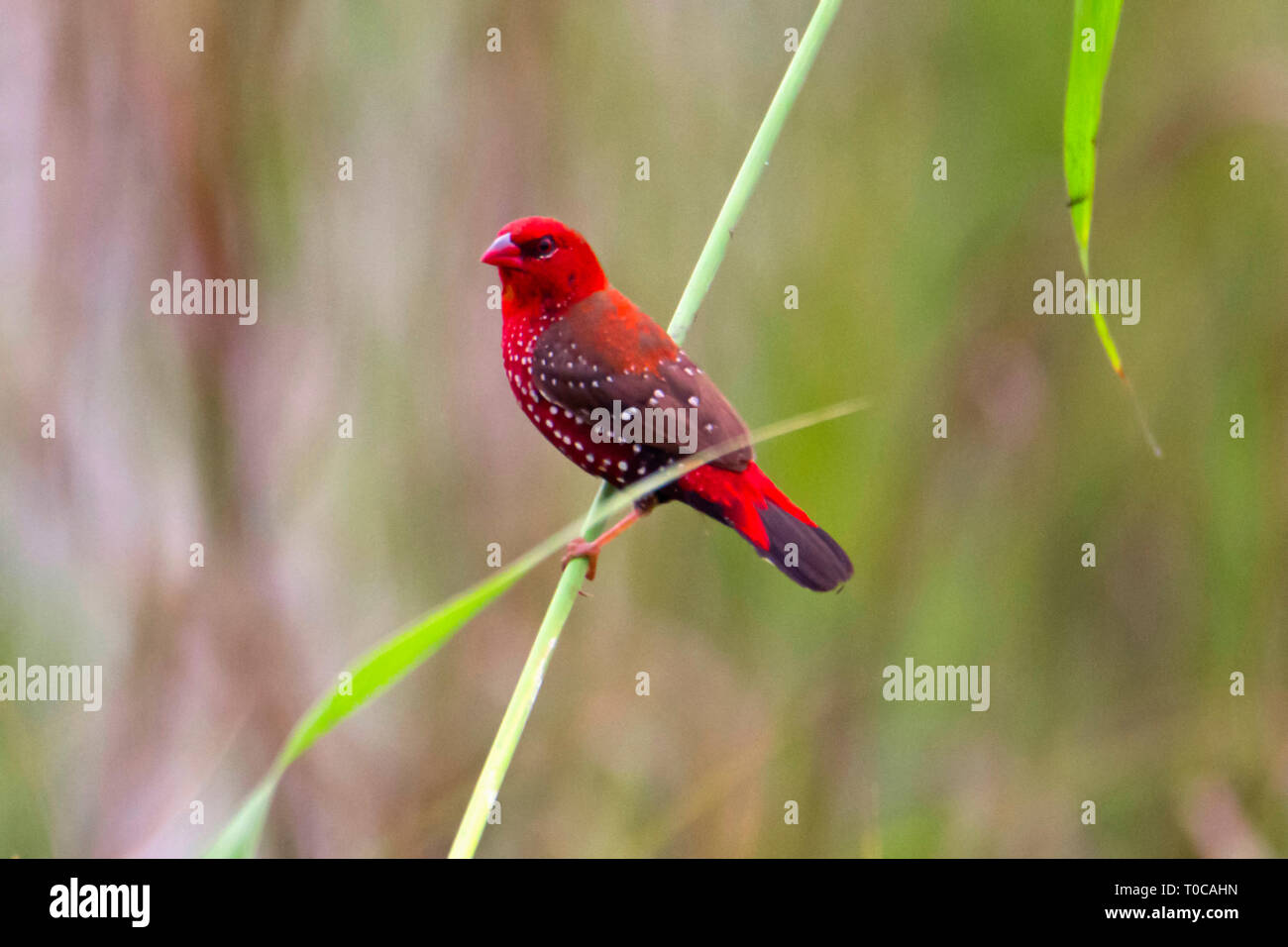 Rot, Rot avadavat munia oder Erdbeere Fink, Amandava amandava, männlich, Vasai, Mumbai, Maharashtra, Indien Stockfoto