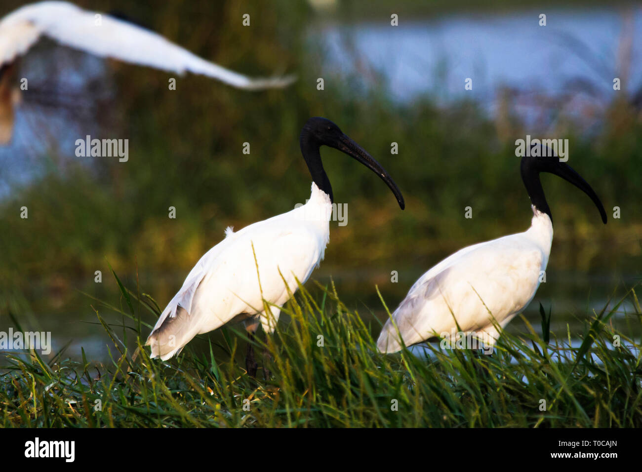 Black-headed Ibis, Threskiornis Melanocephalus oder orientalischen, indischen weiss white ibis ibis, Indien. Stockfoto