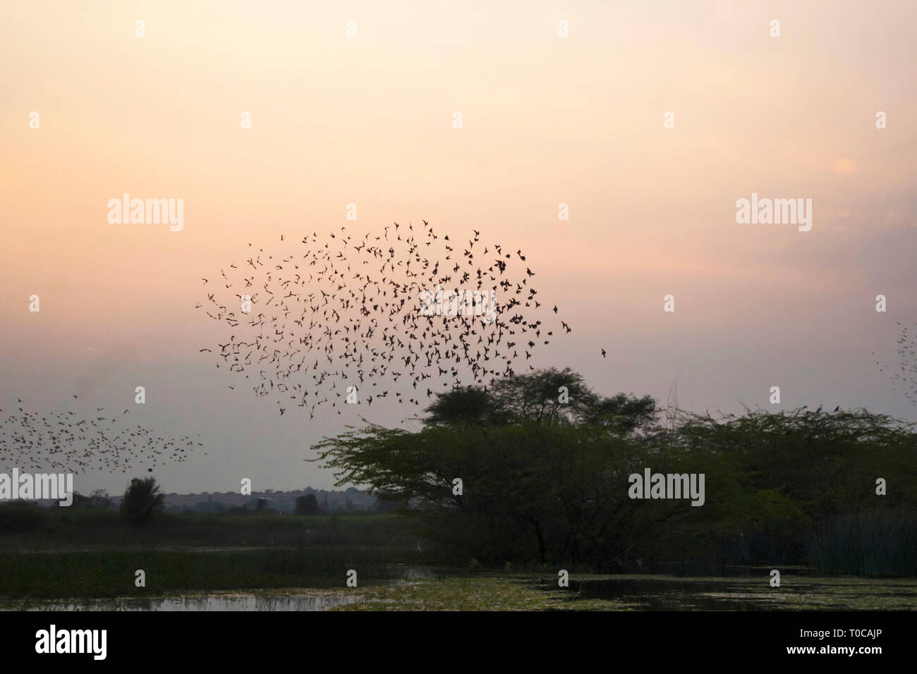 Bramhini starling Formationen am Himmel, Indien. Stockfoto