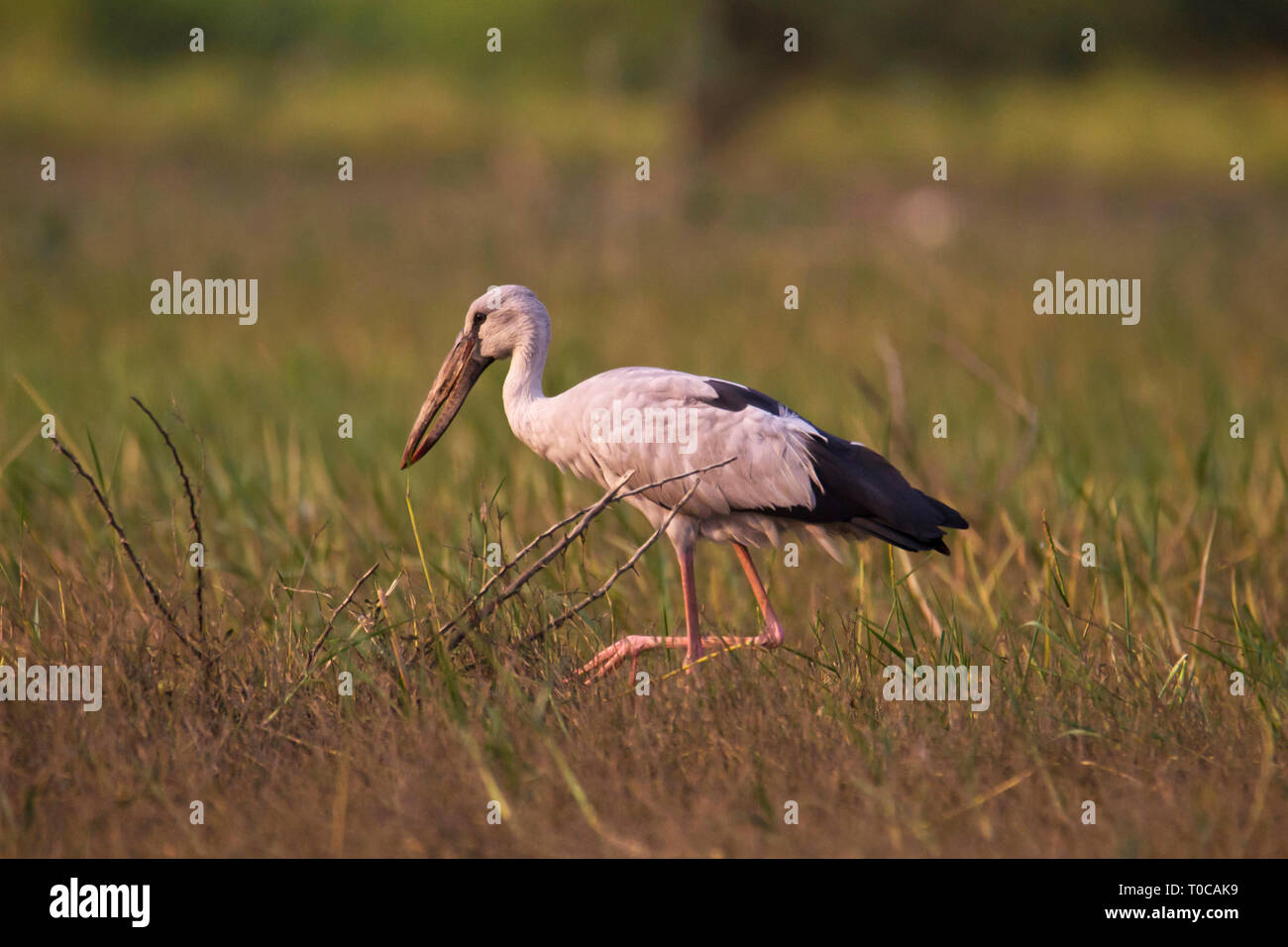 Öffnen billed Stork, Anastomus oscitans, Indien. Stockfoto