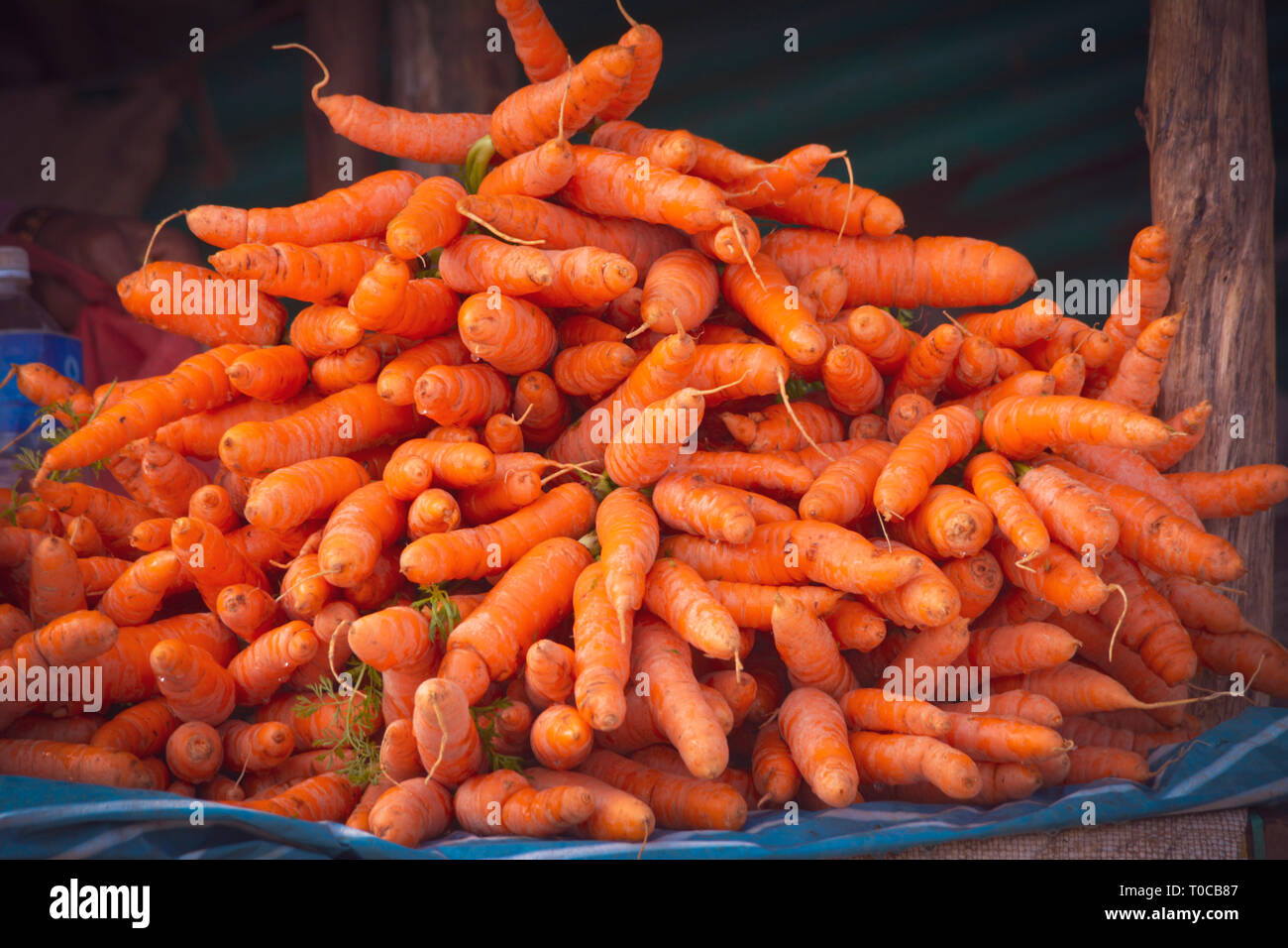 Bündel von Bio Karotten im Markt Stockfoto