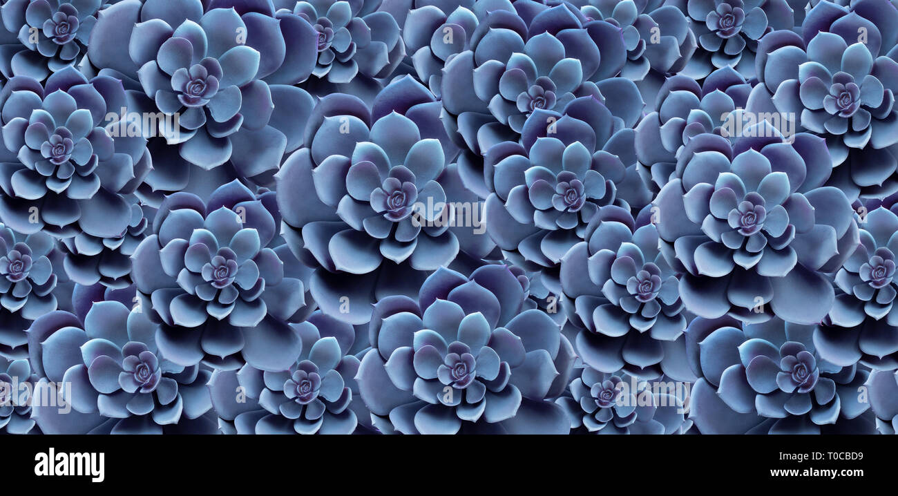 Sukkulente Pflanze Muster Draufsicht In Blauer Farbe Fur Dekorative Gestaltung Layout Natur Abdeckung Banner Ideen Stockfotografie Alamy