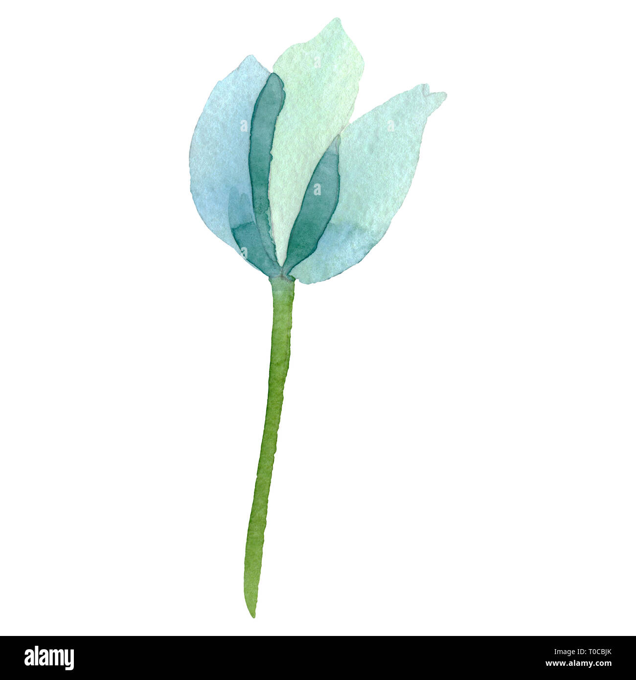 Türkis Mohn Blumen botanischen Blume. Aquarell Hintergrund Abbildung. Isolierte poppy Abbildung Element. Stockfoto