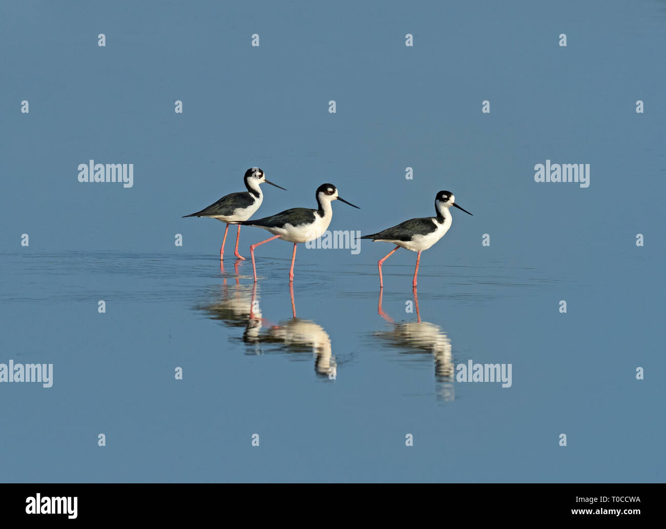 Black-necked Stelzenläufer Himantopus mexicanus in der frühen Morgensonne Stockfoto