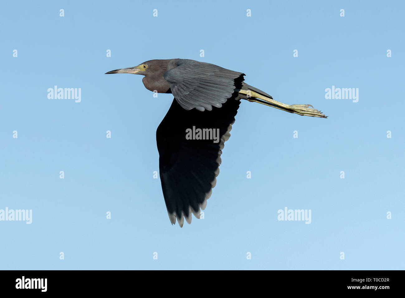 Little Blue Heron (Egretta caerulea) über Ten Thousand Islands National Wildlife Refuge - Marsh Trail, Florida, USA fliegen Stockfoto