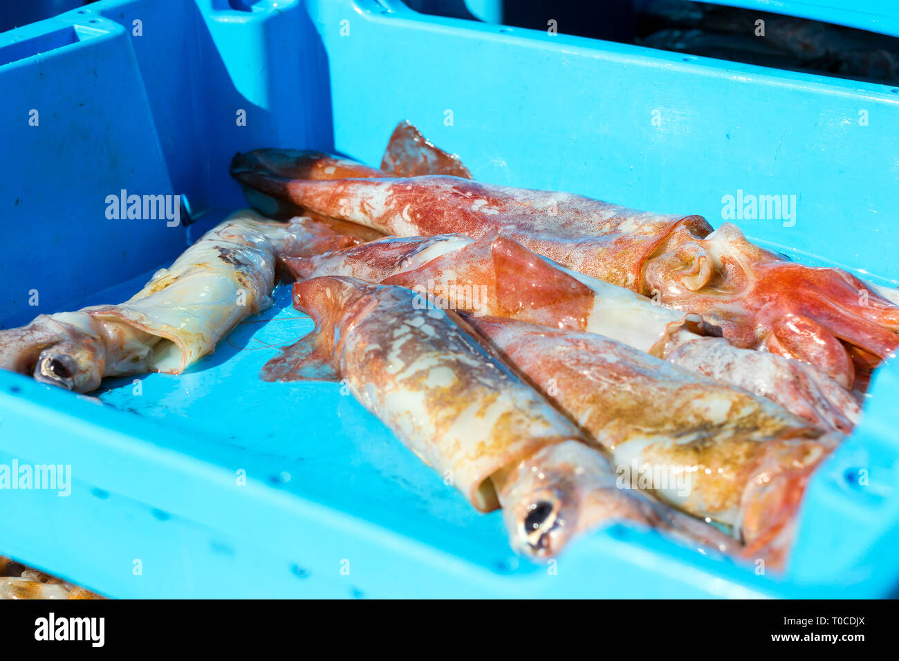 Blauer Kunststoffbehälter mit Fang von Kalmar, Kalmar, Meer Köstlichkeiten. Auktion für Großhändler und Restaurants. Blanes, Spanien, Costa Brava. Sommer Stockfoto