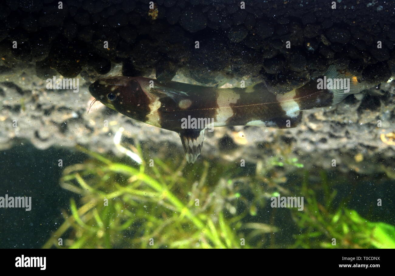 Zwerg bumblebee Wels, Pseudomystus leiacanthus Stockfoto