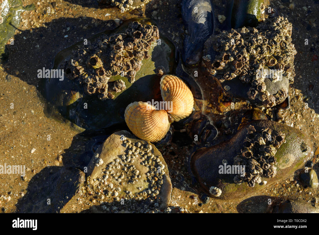 Die beiden Hälften eines Cockle shell Öffnung an einem Strand auf Anglesey Wales UK Stockfoto