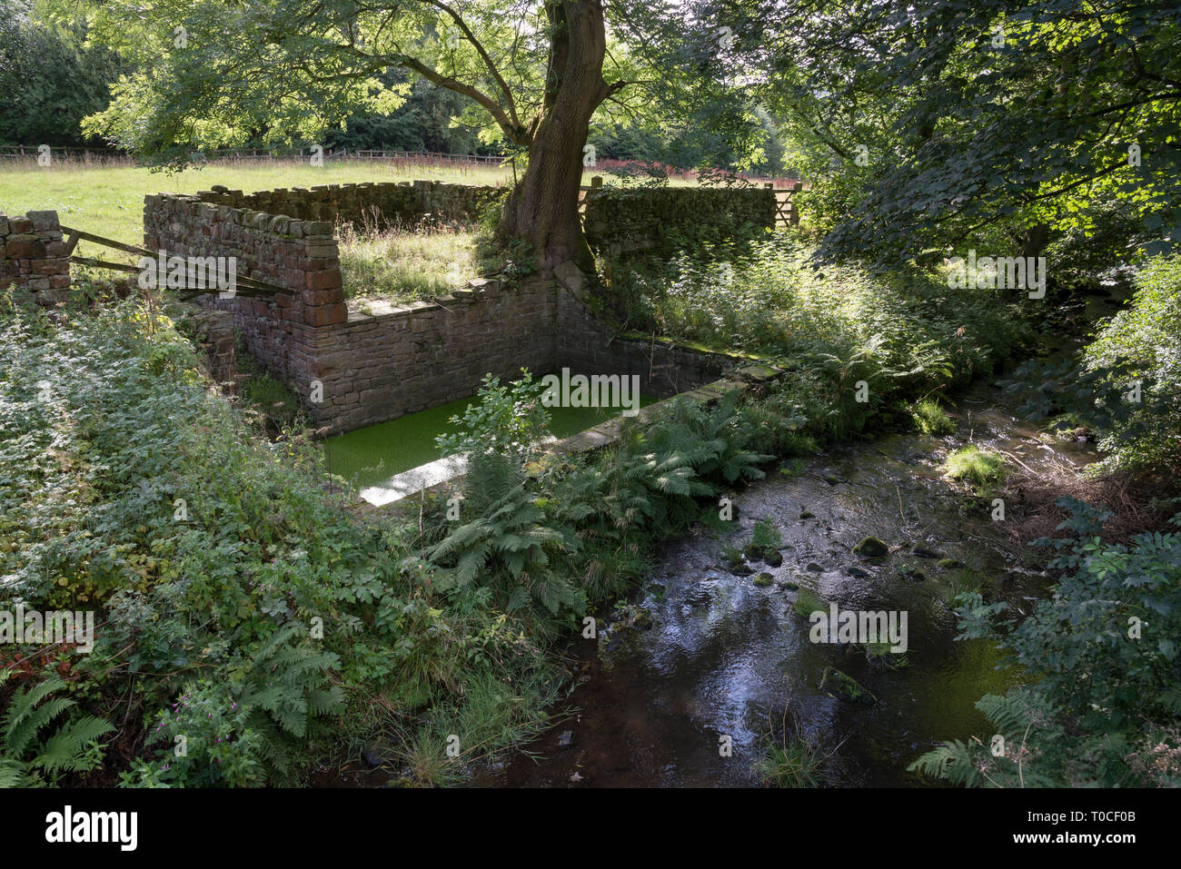 Altes Schaf dip neben einem Bach in der Nähe von Hayfield im Peak District, Derbyshire, England. Stockfoto