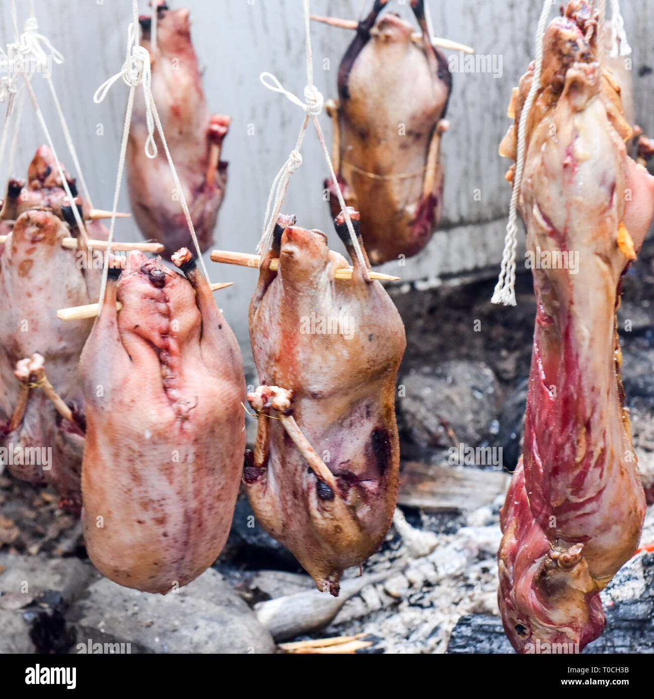 Wilde Gänse kochen, traditionellen indigenen Methode, Northern Quebec, Kanada Stockfoto