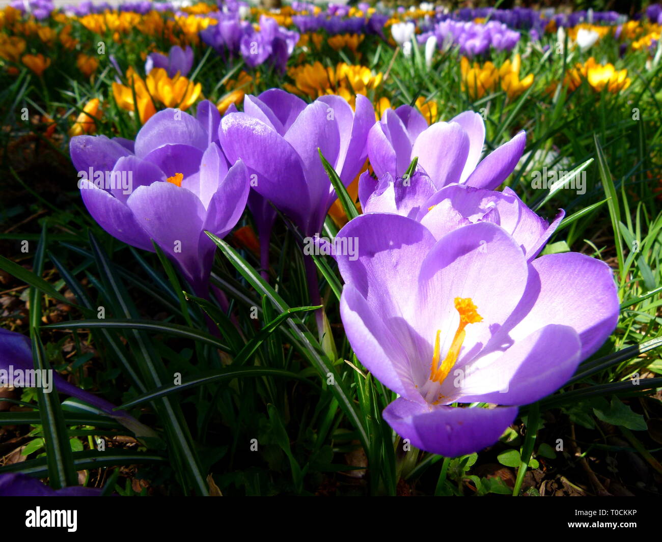 Blaue und gelbe Krokusse in der Mitte der Grashalme Stockfoto