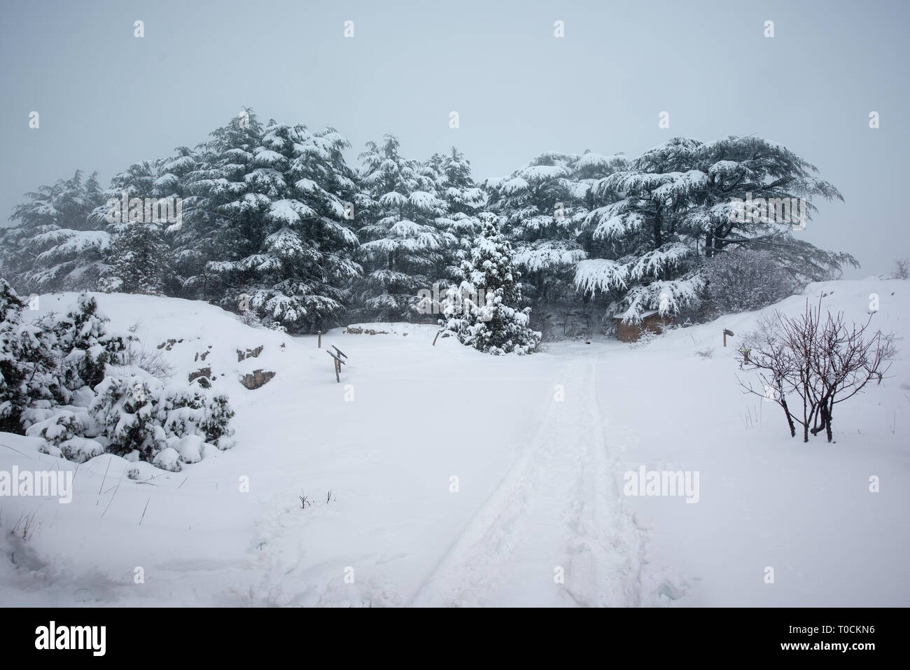 Erhaltene Zedern aus dem Tannourine finden Wald werden durch den frischen Schnee im Winter abgedeckt und einem saisonalen Landschaft erstellen, im Libanon. Stockfoto