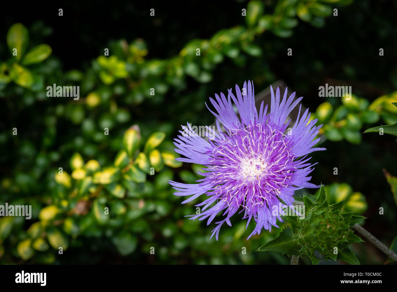 Eine Nahaufnahme einer Blüte einer Stokesia laevis Anlage. Stockfoto