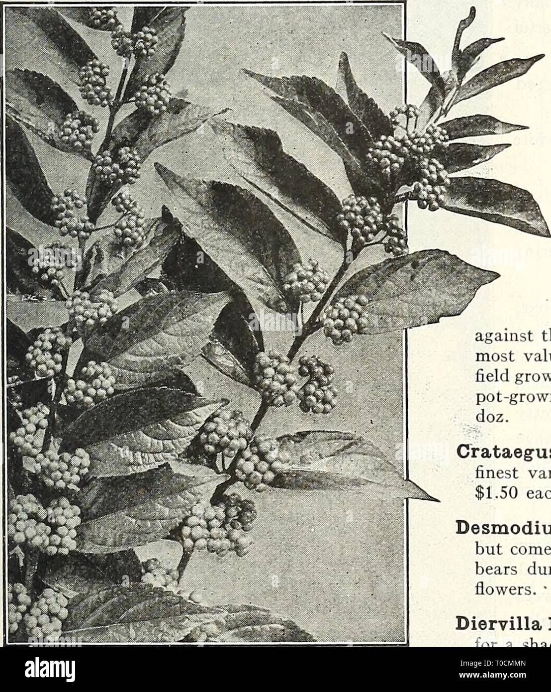 Dreer's Garten Buch 1926 (1926) Dreer's Garten Buch 1926 dreersgardenbook 1926 henr Jahr: 1926 Der Sommerflieder (Schmetterling Strauch) Corchorus oder Kerria japonica Fl. PI. {Globus - Blume). Ein besonders wertvolles Strauch, anmutige Gewohnheit des Wachstums und freie und kontinuierliche Blüte, die Herstellung von attraktiven Doppel gold-gelben Blüten von Juni bis Oktober. 60 cts. Jedes. Cornus alba Pumila {Coral Hartriegel). Eine starke wachsende Sorte, dunkelrot gefärbten Zweige im Winter. 60 cts. Jedes. - - - Elegantissima. weiß. 75 cts. Jedes. Laub schön bunt mit Callicarpa Purpurea-Florida, {Während - blühende Dogwo Stockfoto