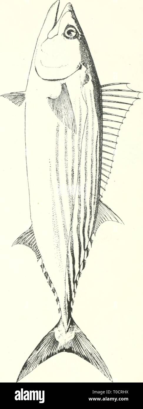 Essbare Fische und Krebstiere von essbaren Fische und Krebstiere von New South Wales ediblefishescrus 00 ogiluoft Jahr: 1893 I Stockfoto