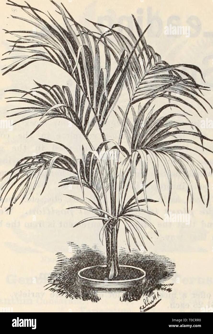 Dreer der Großhandel Preisliste Dreer der Großhandel Preisliste/Henry A. Dreer. dreerswholesalep 1898 dree Jahr: 8 KKNTIA JiEI. MOREAN ein. HENTIAS. Unsere Bilanz dieser über 1 besetzen.] Morgen aus Glas, der größte Block dieser die meisten Nutzpflanzen der Welt. Kentia Belmoreana. In den Töpfen. 2 i 3 4 9 9 10 12 14 Anzahl der Blätter. 3 zu 4 4 zu 5 5 zu 6 6 zu 7 6 zu 7 0 zu 7 6 zu 7 6 zu 7 6 zu 7 6 zu 7 7 zu 8 Heiglit. 8 Zoll 10 bis 12 15 bis 18 ' 28 bis 30 ' 30 bis 36 ' 30 bis 36 ' 48 ' 54 ' 60 ' 60 bis 72 ' 7 bis 8 Fuß, (schwere Pflanzen) Pro doz. Pro 100. 2 $ 00 $ 15 00 3 00 25 00 i 00 50 00. Pro doz. 1 $ 50 Stockfoto